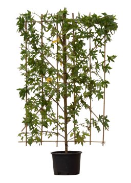 Amberboom haagelement Liquidambar styraciflua 180 cm - Warentuin Natuurlijk