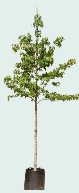 Amberboom solitair Liquidambar styraciflua 187,5 cm - Warentuin Natuurlijk