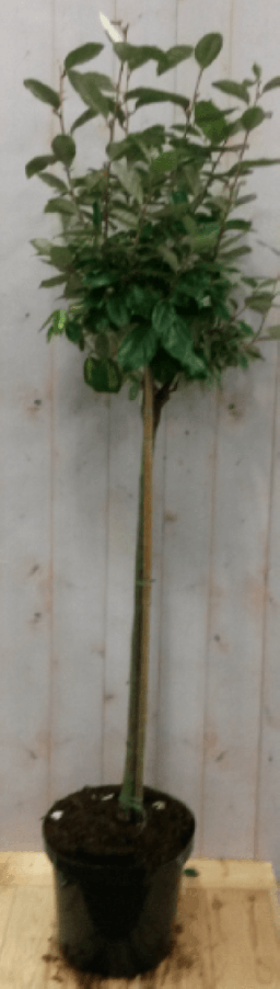 Elaeagnus Olijfwilg groen blad op stam 80 cm diameter 40 cm - Warentuin Natuurlijk