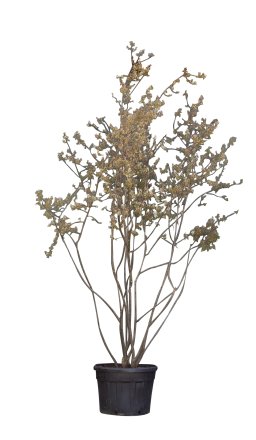 Krentenboom meerstammig Amelanchier lamarckii 325 cm - Warentuin Natuurlijk