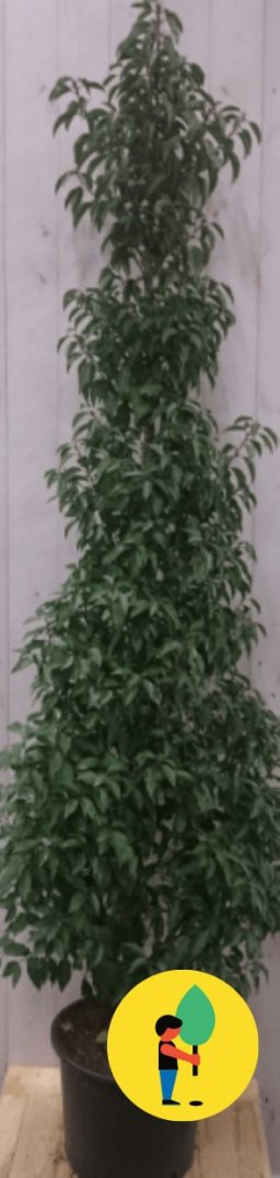 Prunus Angustifolia 130 cm - Urban Street Forest