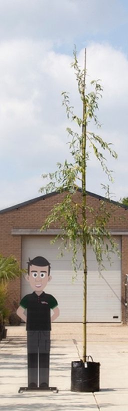 treurwilg Salix sepulcralis Chrysocoma h 275 cm st. omtrek 12 cm st. h 190 cm - Warentuin Natuurlijk