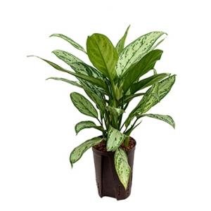 Aglaonema silver king hydrocultuur plant