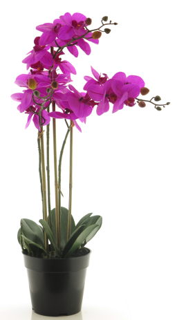 (Best) RT Phalaenopsis Bora x3 in pot 60cm fuchsia - Nova Nature