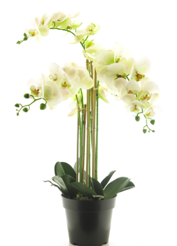 (Best) RT Phalaenopsis Bora x5 in pot 60cm white - Nova Nature