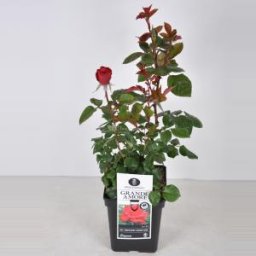 Grootbloemige roos (rosa "Grande Amore"®) - C5 - 1 stuks