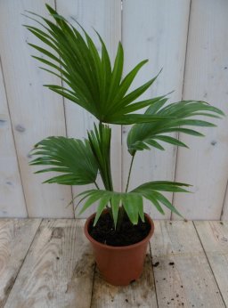 Kamerplant Waaierpalm Livistonia Rotundifolia 30 cm - Warentuin Natuurlijk