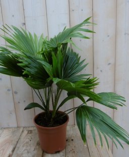 Kamerplant Waaierpalm Livistonia Rotundifolia 50 cm - Warentuin Natuurlijk