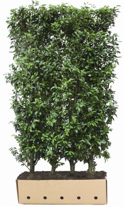 Kant en klaar haag Prunus lusitanica Angustifolia 100x200cm.