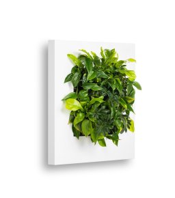 LivePicture 1 wit, levend planten schilderij