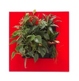 LivePicture GO rood, levend planten schilderij op=op