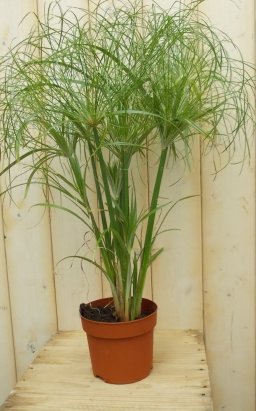 Parapluplant Papyrus Cyperus Kamerplant Moerasplant - Warentuin Natuurlijk