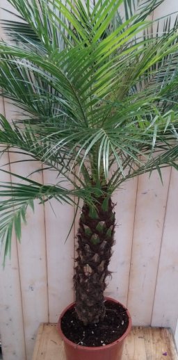 Phoenix Roebelenii Dwergdadelpalm Palmboom 120 cm (kan binnen en zomers buiten) - Warentuin Natuurlijk