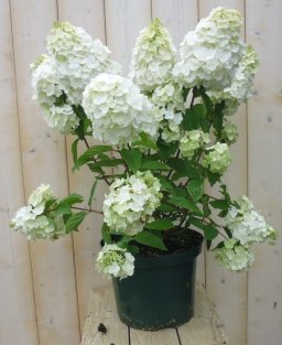 Pluim Hortensia Hydrangea Wit - Warentuin Natuurlijk