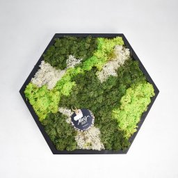 Schilderij van mos arrangement Hexagon Dia. 38 cm - Hortus