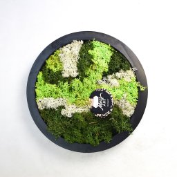 Schilderij van mos arrangement I Rond Dia. 27 cm - Hortus