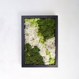 Schilderij van mos arrangement Vierkant Dia. 24 cm - Hortus